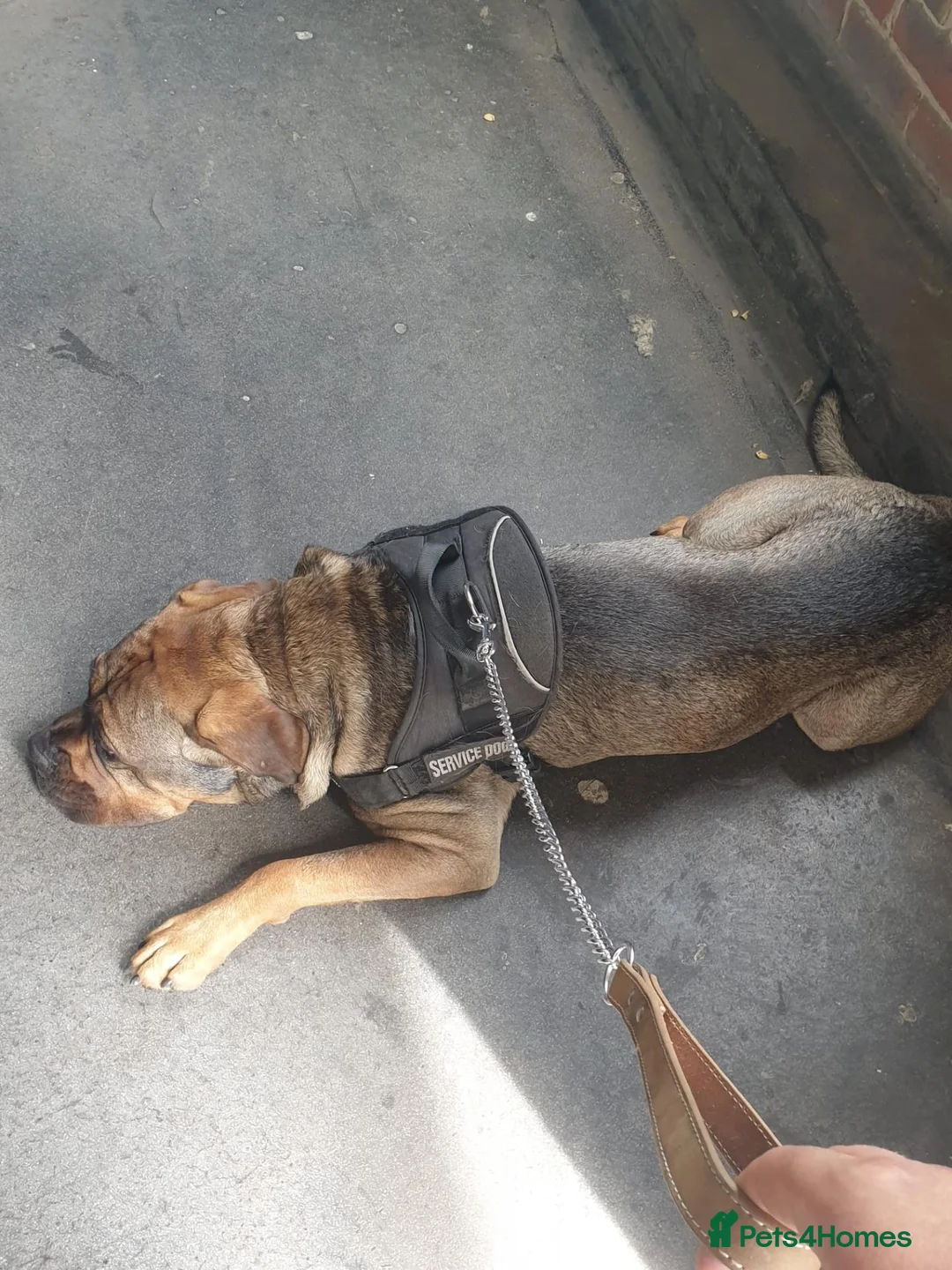 Mixed Breed dogs for sale: Buddy, Cane corso Cross alsation  in London - Advert 1