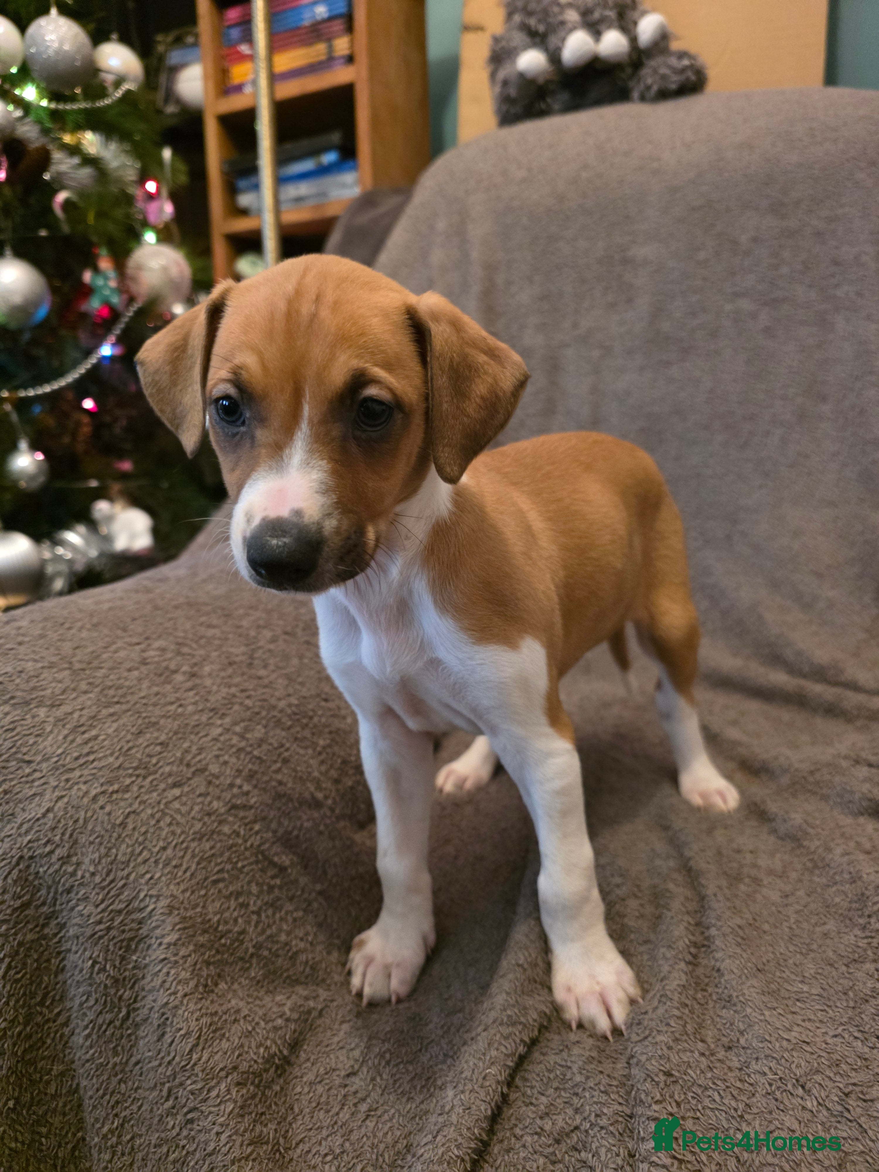 Mixed Breed dogs Italian Greyhound x Bull Greyhound Puppies - Advert 10