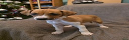 Mixed Breed dogs for sale: Italian Greyhound x Bull Greyhound Puppies - Advert 2