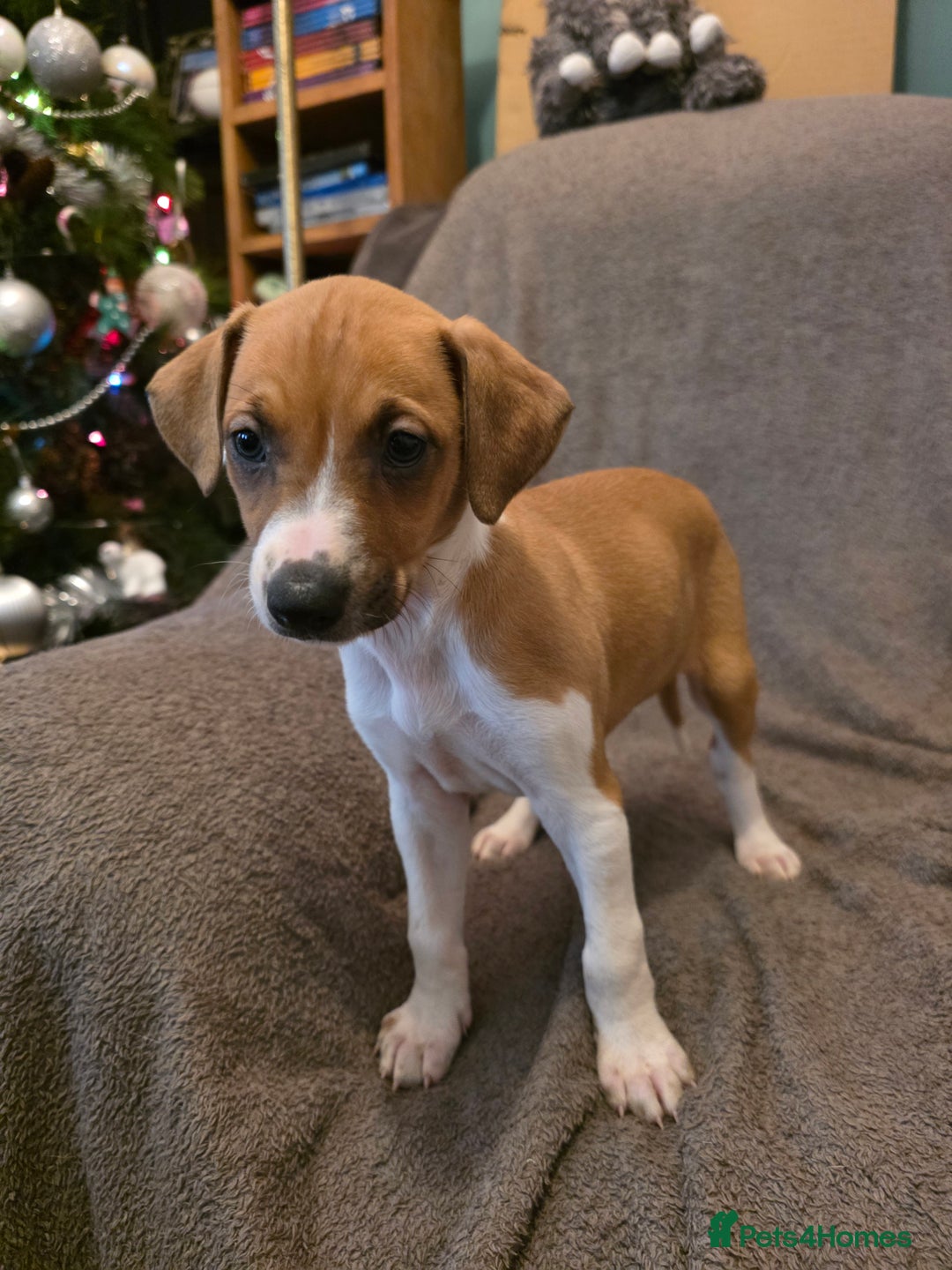 Mixed Breed dogs for sale: Italian Greyhound x Bull Greyhound Puppies - Advert 2