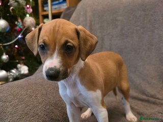 Mixed Breed dogs Italian Greyhound x Bull Greyhound Puppies - Advert 3