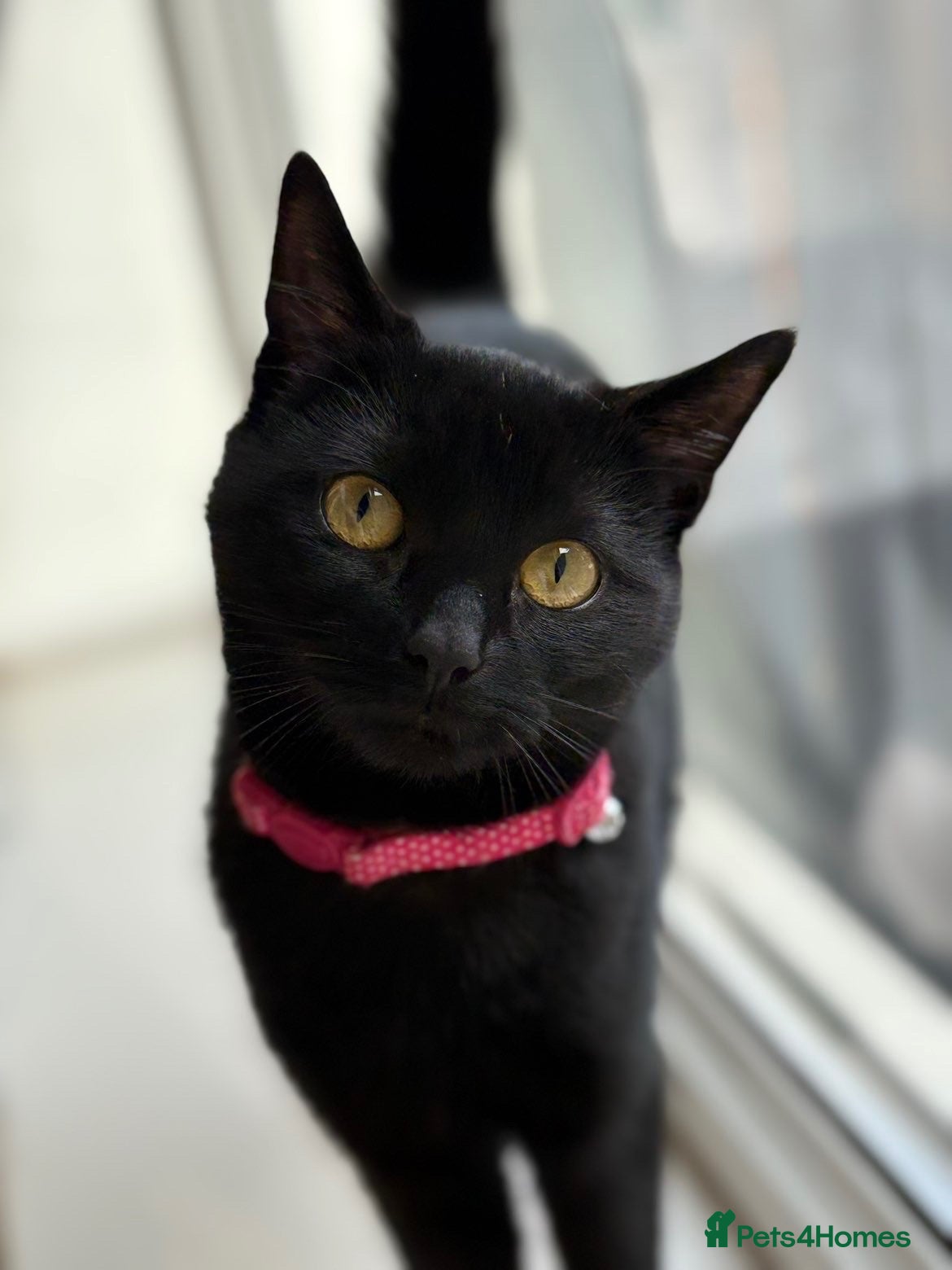 Domestic Shorthair cats 2 Year old All black domestic short hair - Advert 4