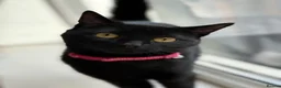 Domestic Shorthair cats for sale: 2 Year old All black domestic short hair in Sunderland - Advert 1