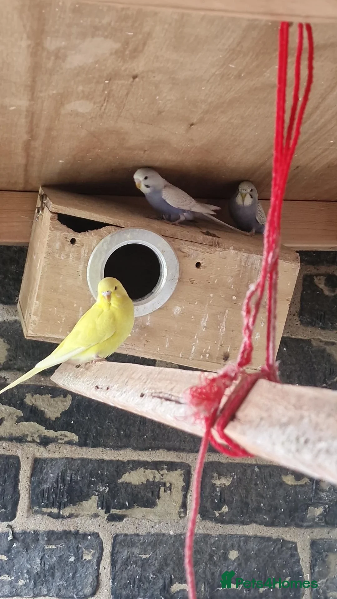 Budgerigars birds for sale: Budgies for sale  - Advert 6