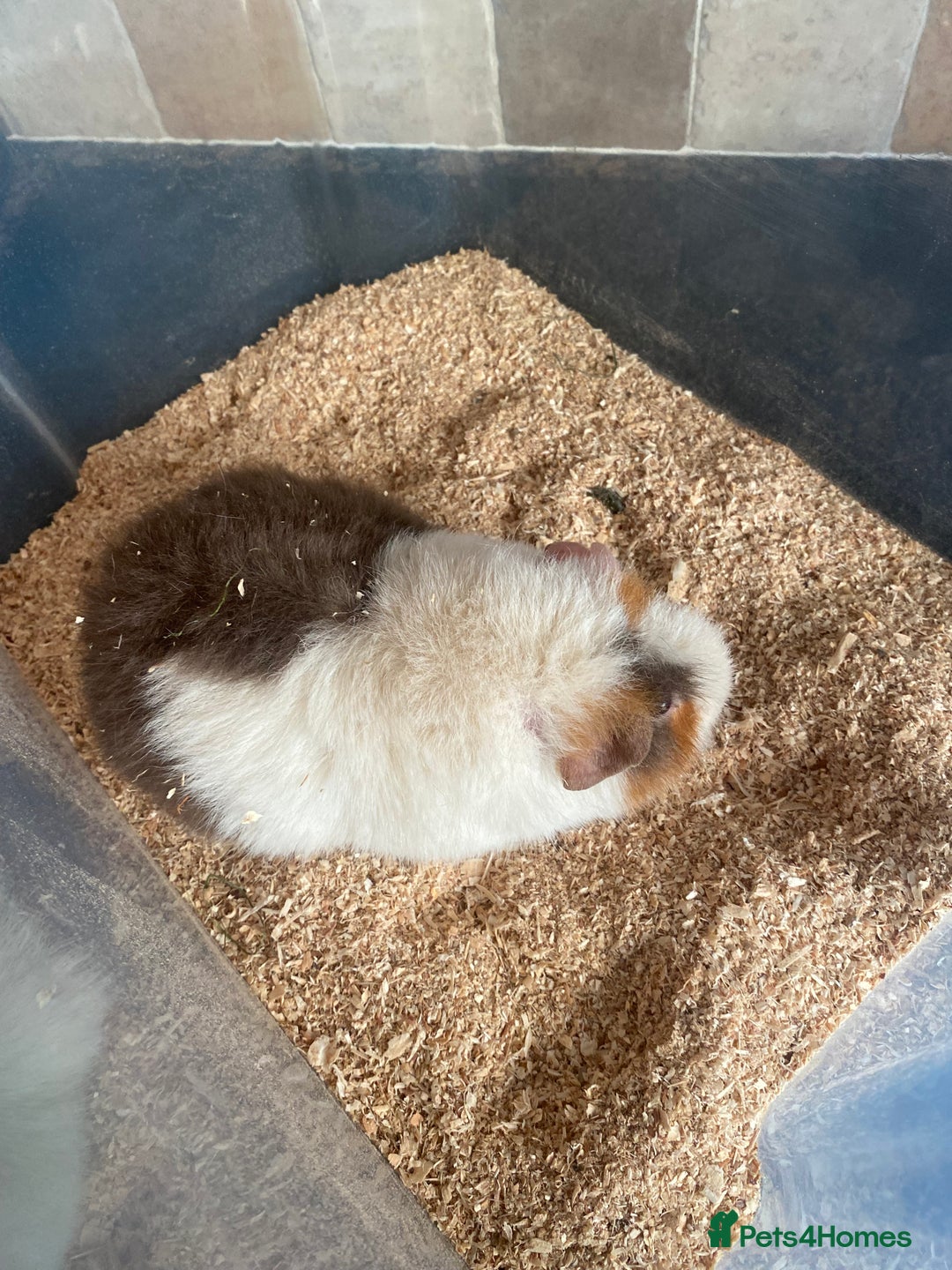 Guinea Pig rodents for sale: Male Teddy Guinea pig for sale - Image 2