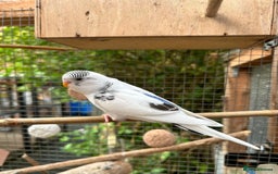 Budgerigars birds for sale: Baby Budgies For Sale  - Image 5