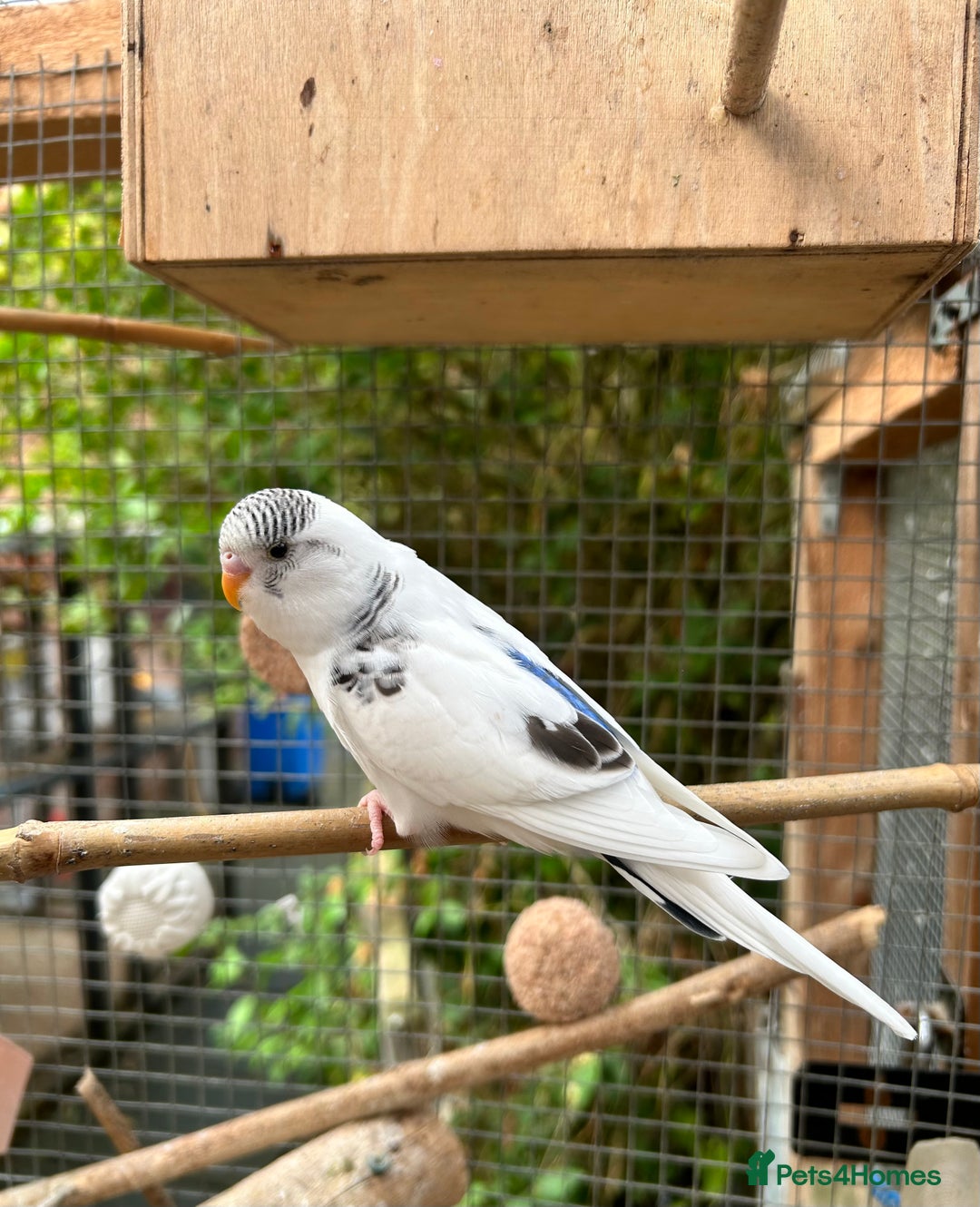 Budgerigars birds for sale: Baby Budgies For Sale  - Image 5