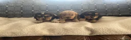 Cocker Spaniel dogs for sale: 1boy ready2go KC/Healthtested parents Show type 🌸 - Advert 16