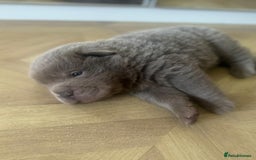 Shar Pei dogs for sale: Stunning litter of kc reg Shar Pei puppies  - Advert 3