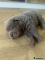 Shar Pei dogs Stunning litter of kc reg Shar Pei puppies - Advert 2
