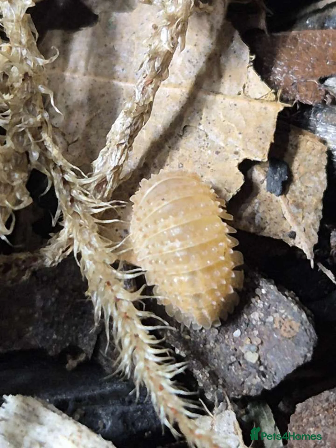 Isopods invertebrates for sale: Crystal Pineapple Isopods x10 - Advert 4