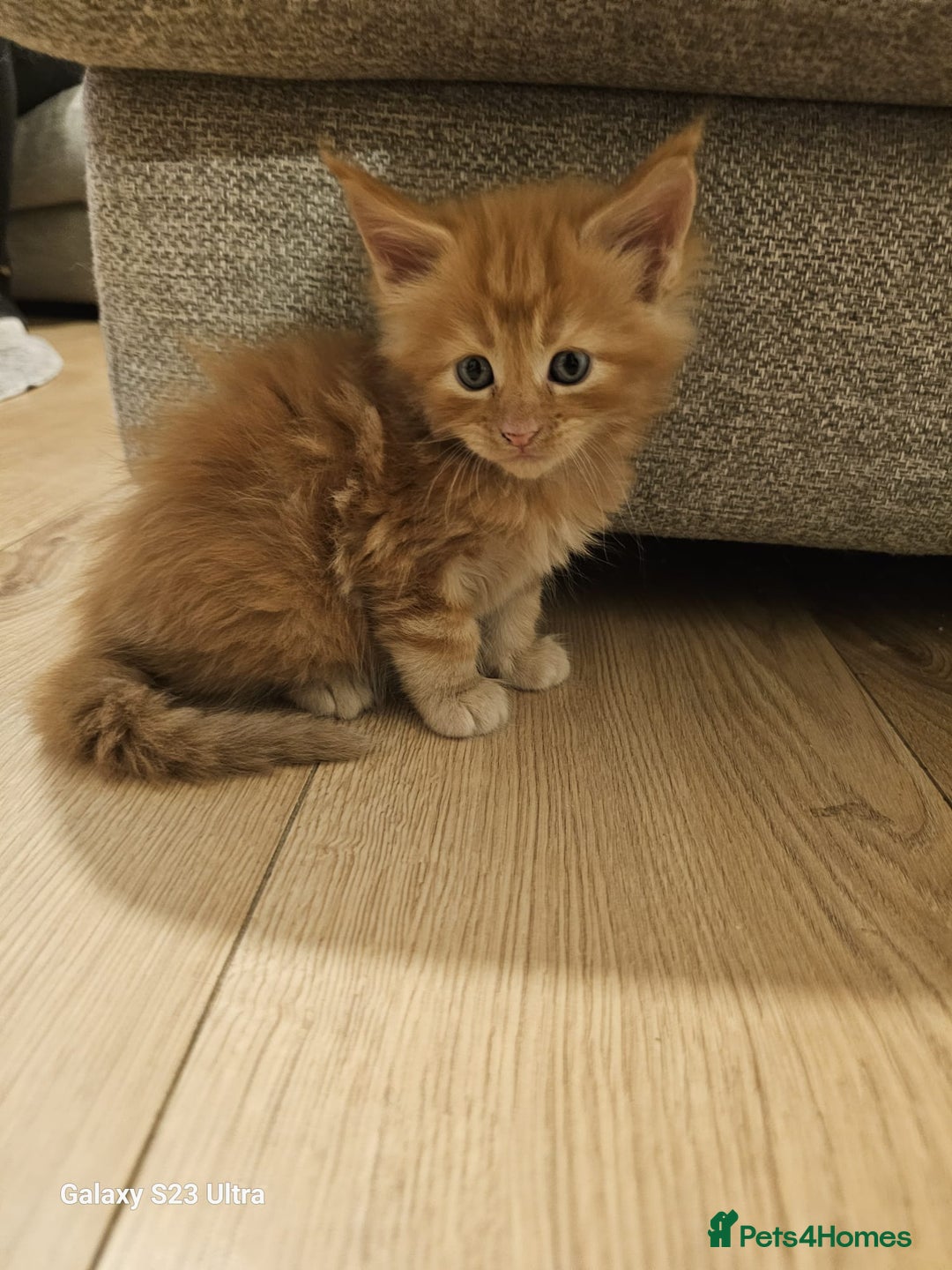 Maine Coon cats for sale: Maine coon babies 😻 - Advert 10