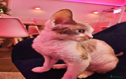 Devon Rex cats for sale: Super affectionate and friendly girl - Image 7