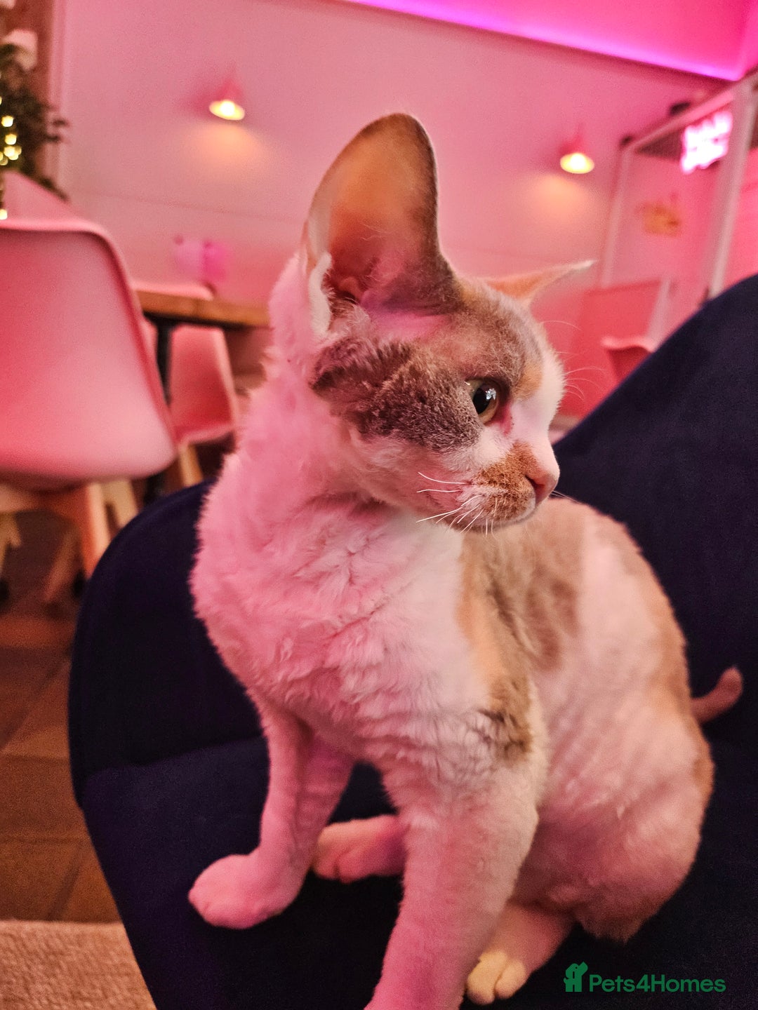 Devon Rex cats for sale: Super affectionate and friendly girl - Image 7
