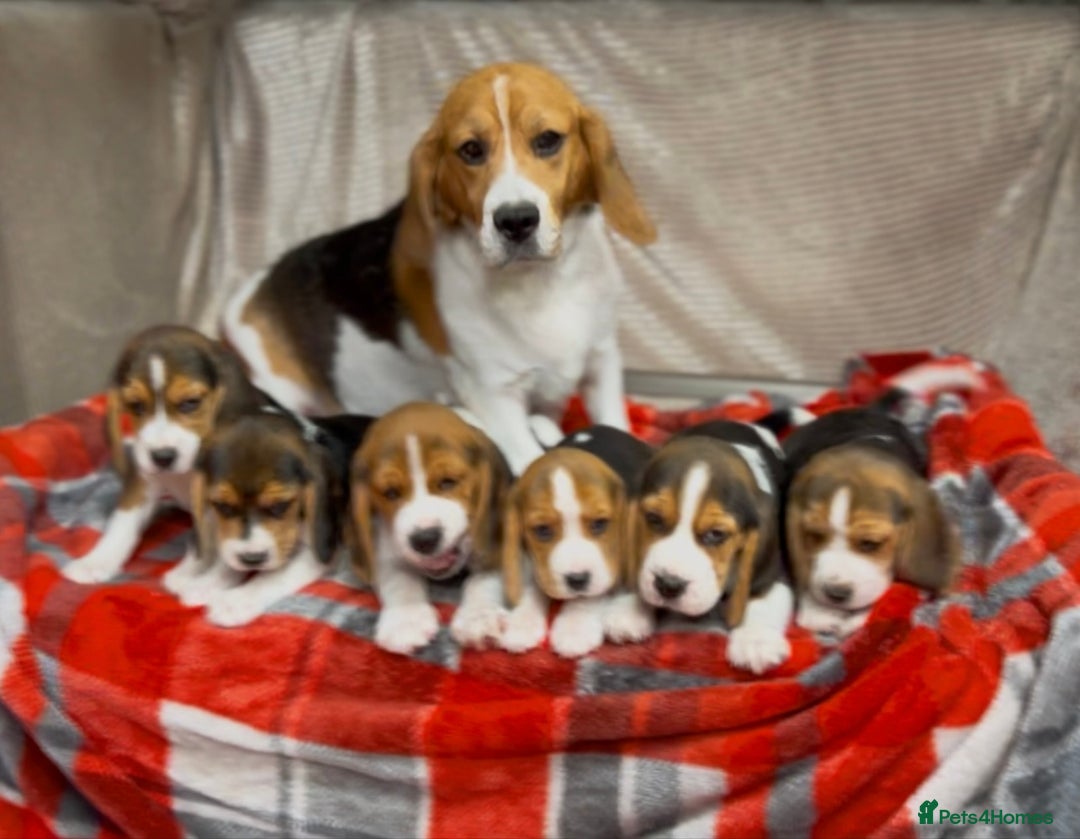 Beagle dogs for sale: SUPER CHUNKY KC SHOW BEAGLE PUPPIES - Image 11