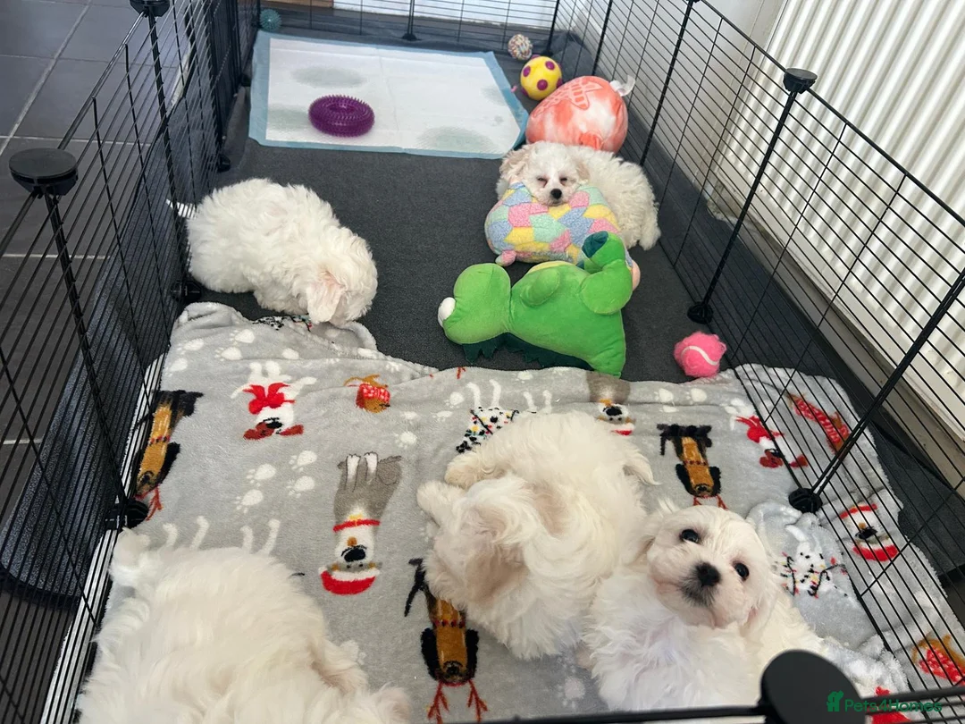 Bichon Frise dogs for sale: Bichon frise - Advert 7