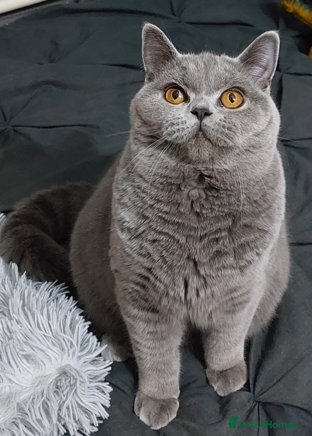 British Shorthair cats for sale: ‼️PRESTIGIOUS‼️🏆CH SIRED FEMAL - Advert 13