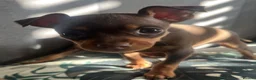 Miniature Pinscher dogs for sale: Beautiful 5generation pedigree min pin pupp - Advert 21
