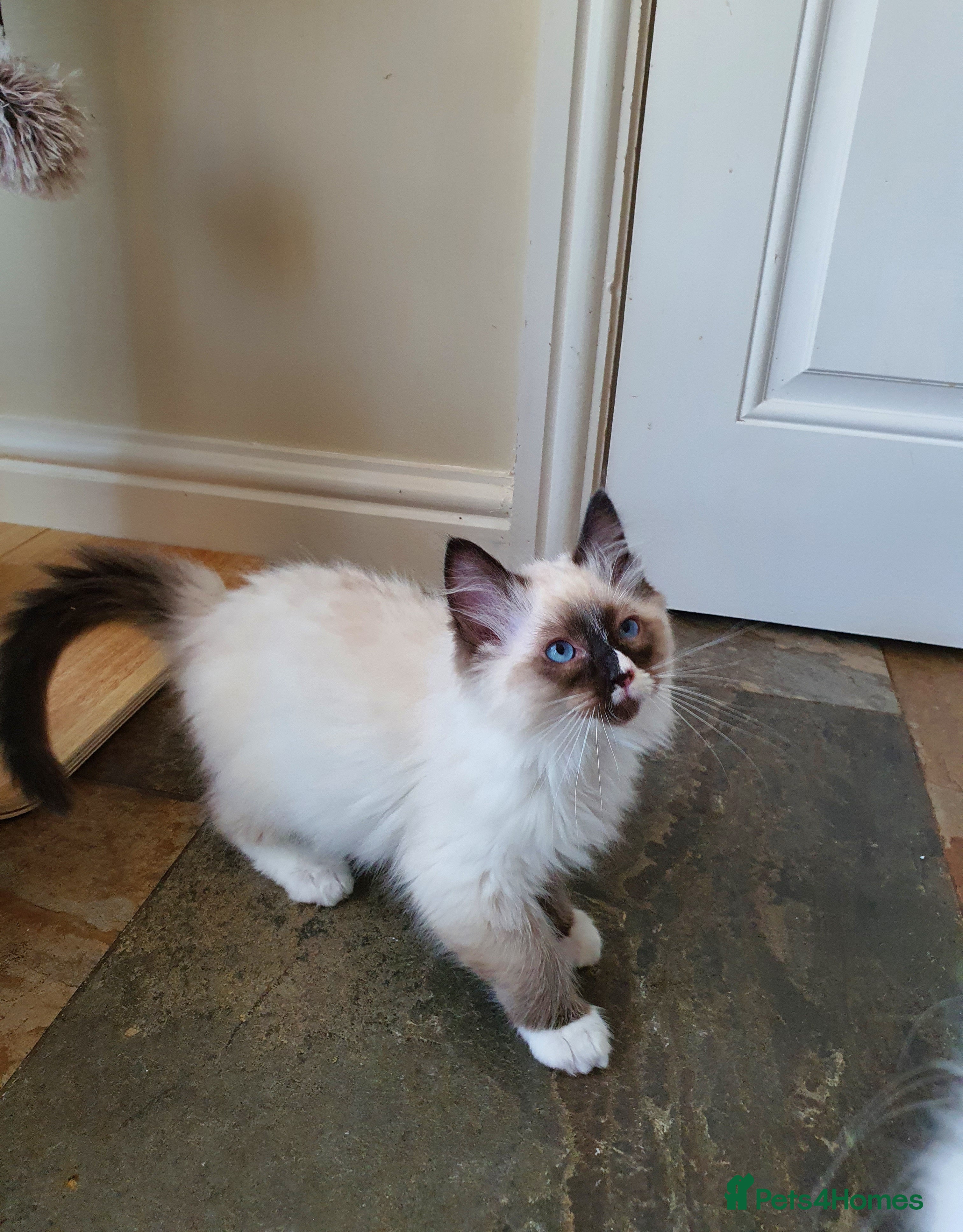 Ragdoll cats 💖Beautiful GCCF Registered Ragdoll Kittens💖 - Advert 3