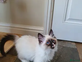 Ragdoll cats 💖Beautiful GCCF Registered Ragdoll Kittens💖 - Advert 10