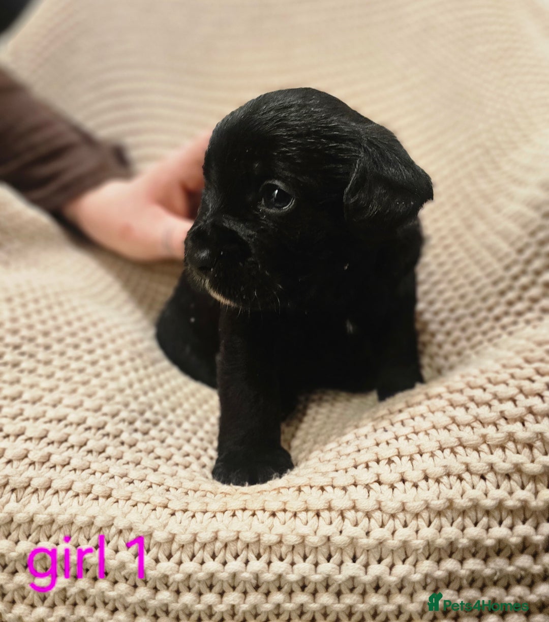 Mixed Breed dogs for sale: Froodle puppies  - Advert 13