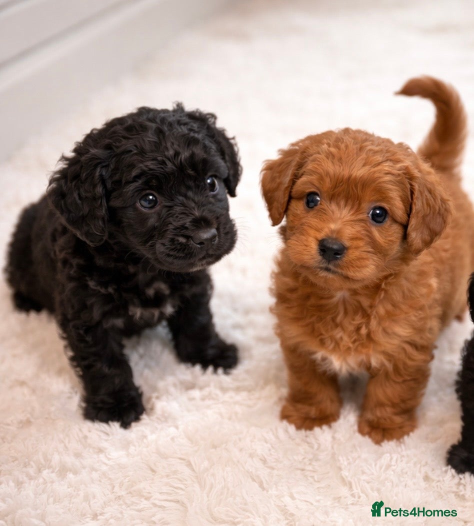 Cockapoo dogs F1 Red and black Cockapoo Puppies Available 🐾 - Advert 1