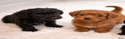 Cockapoo dogs for sale: F1 Red and black Cockapoo Puppies Available 🐾 in Woodford Green - Advert 1