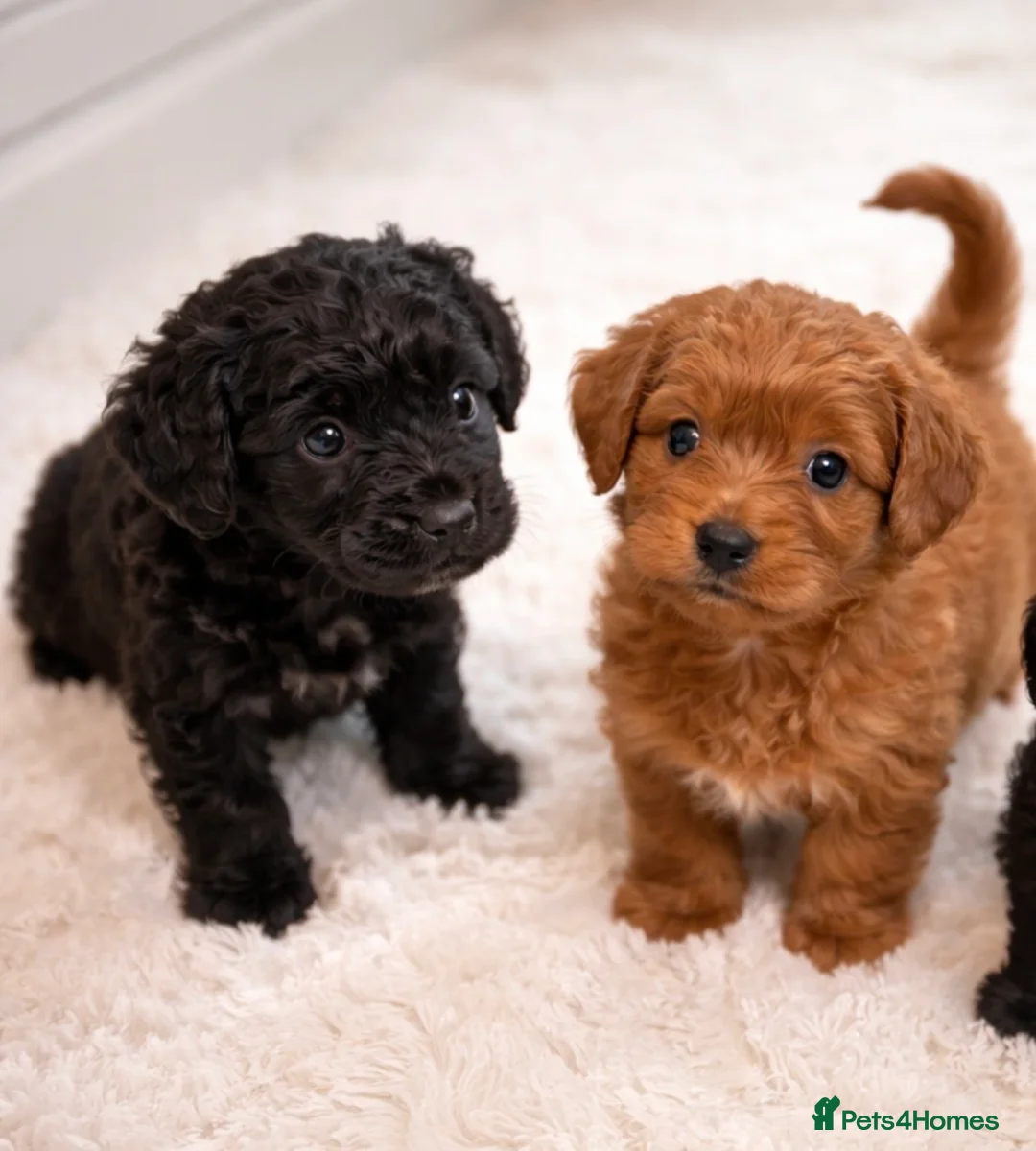 Cockapoo dogs for sale: F1 Red and black Cockapoo Puppies Available 🐾 in Woodford Green - Advert 1