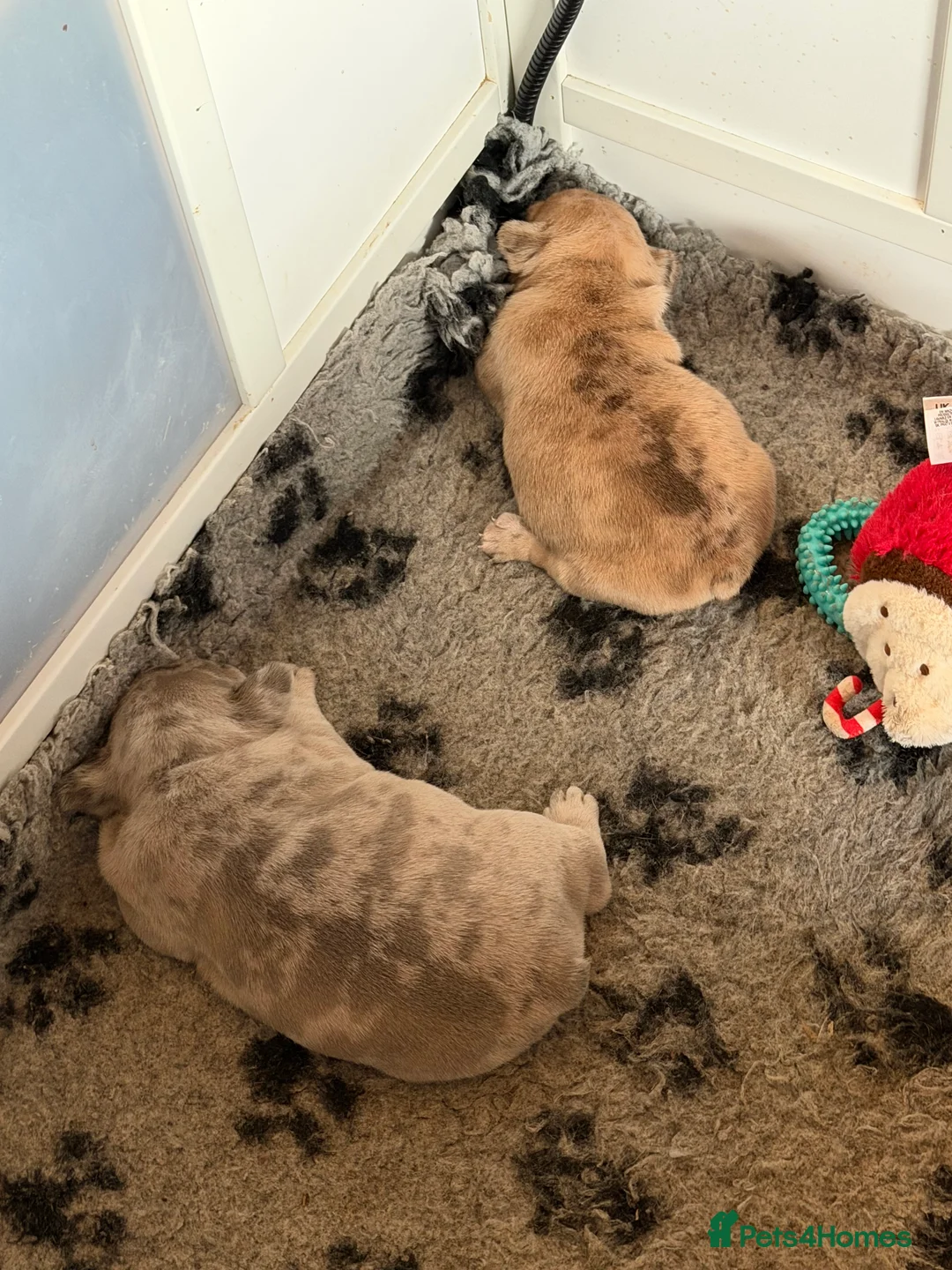 French Bulldog dogs for sale: French bulldog puppies  - Advert 13