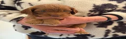 Cockapoo dogs for sale: F1 SHOW COCKAPOOS EXT DNA TESTED  - Advert 6