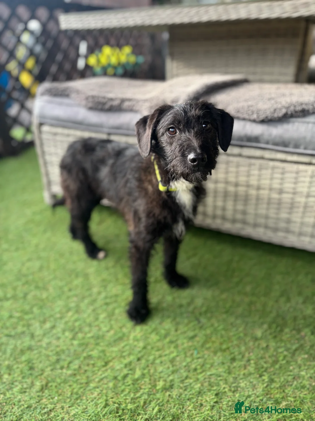 Jackapoo dogs for sale: Beautiful jackapoo for sale! - Advert 2