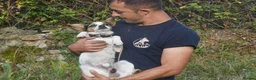 Mixed Breed dogs for adoption: Rasti in Alfreton - Advert 6