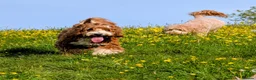 Australian Labradoodle dogs for stud: Tuxedo Max Available for Stud - Advert 4