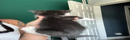 Mixed Breed cats for sale: Male and female kitten - Advert 3
