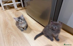 Mixed Breed cats for sale: 2 lovely Ragdoll mix kittens - Image 1