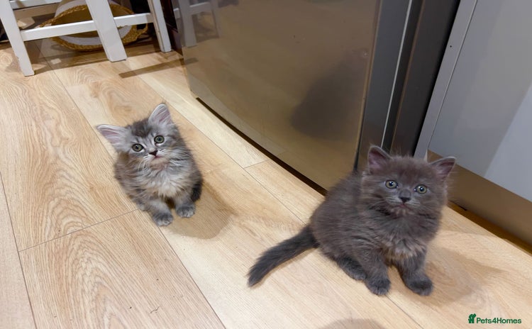 Mixed Breed cats - Advert 16