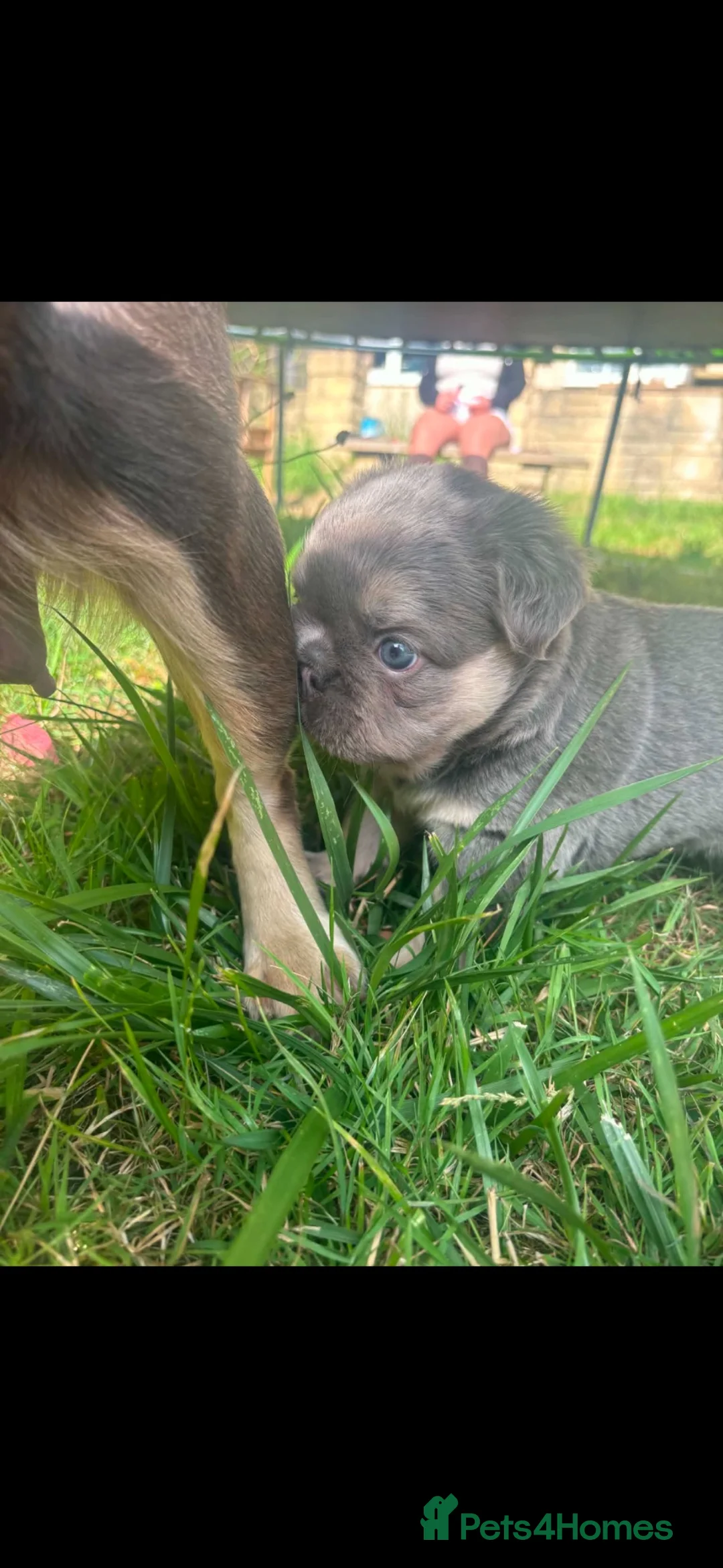 French Bulldog dogs for sale: 2 French bulldog girls 🩷 in Weston-super-Mare - Advert 2