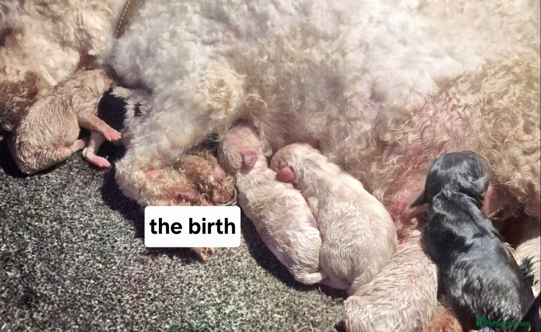 Cavapoo dogs for sale: Cavapoos  - Advert 5