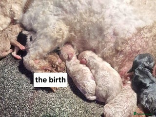 Cavapoo dogs Cavapoos - Advert 2