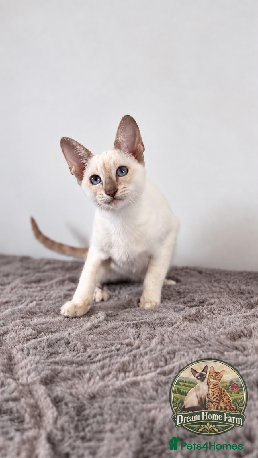 Siamese cats Siamese girl  - Advert 7
