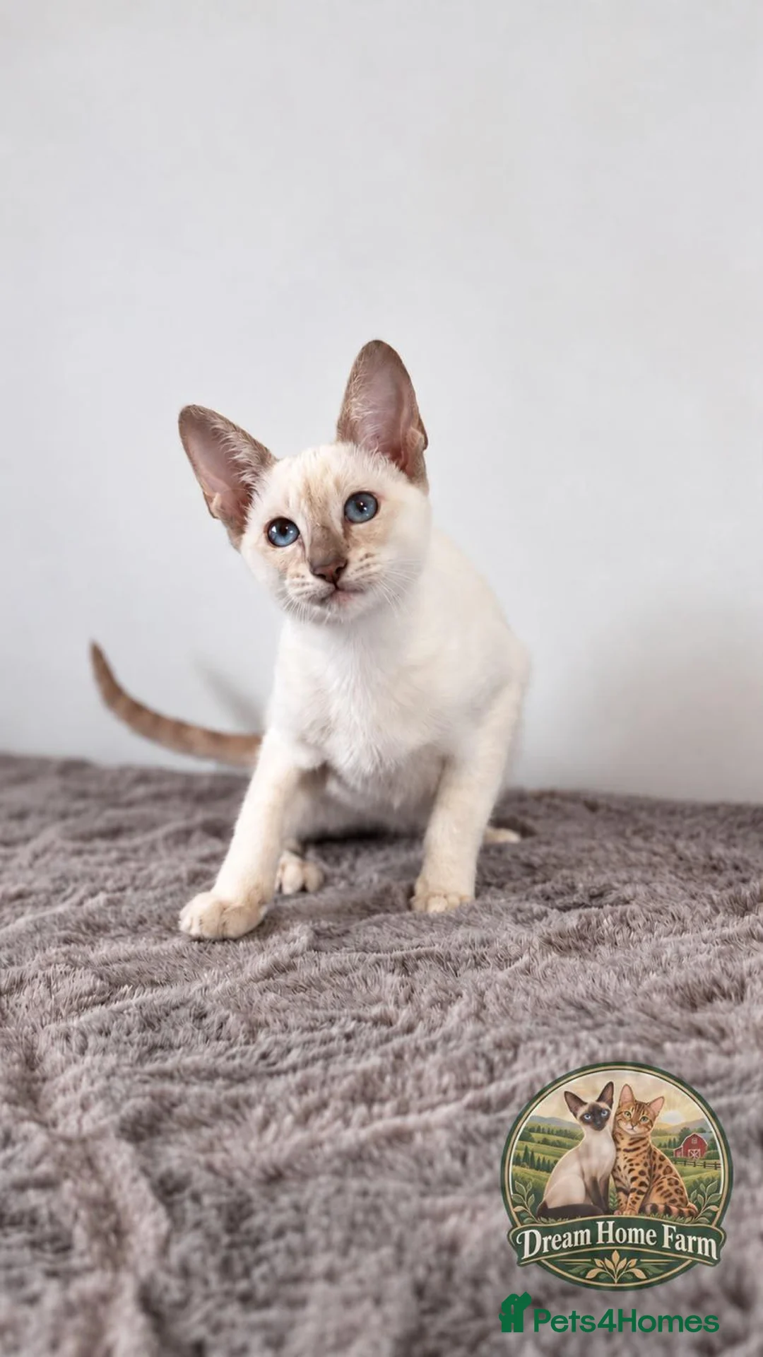 Siamese cats for sale: Siamese girl  - Advert 1