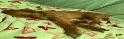 Hungarian Vizsla dogs for sale: Wire haired Hungarian Viszla  - Advert 13