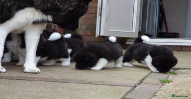 Akita dogs - Advert 5