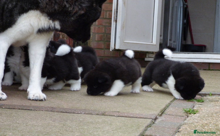 Akita dogs - Advert 3