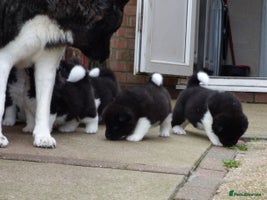 Akita dogs - Advert 5