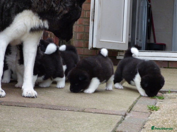 Akita dogs - Advert 3