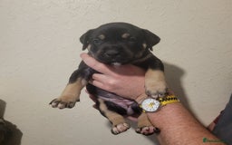 Presa Canario dogs for sale: Stunning litter of Presa Canario Puppies - Image 9