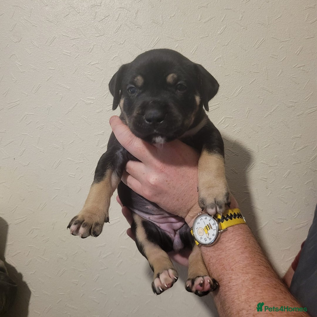 Presa Canario dogs for sale: Stunning litter of Presa Canario Puppies - Image 9