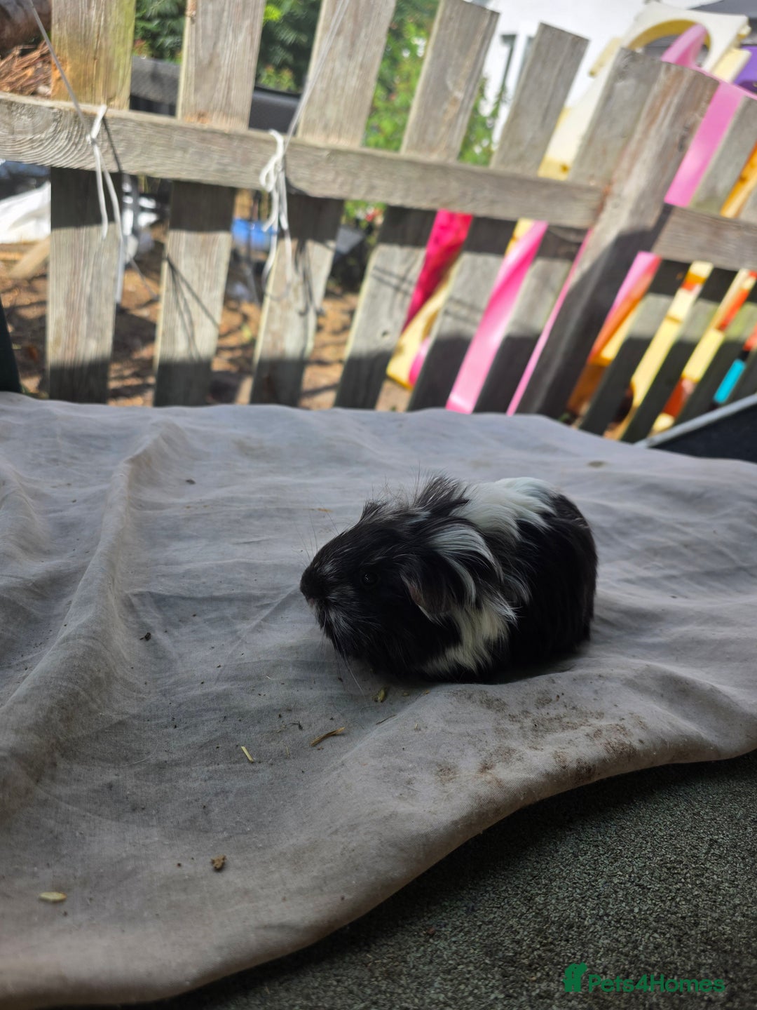 Guinea Pig rodents for sale: Guinea pigs  - Image 4