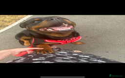 Rottweiler dogs for sale: Last two left!! Rottweiler puppies - Image 7